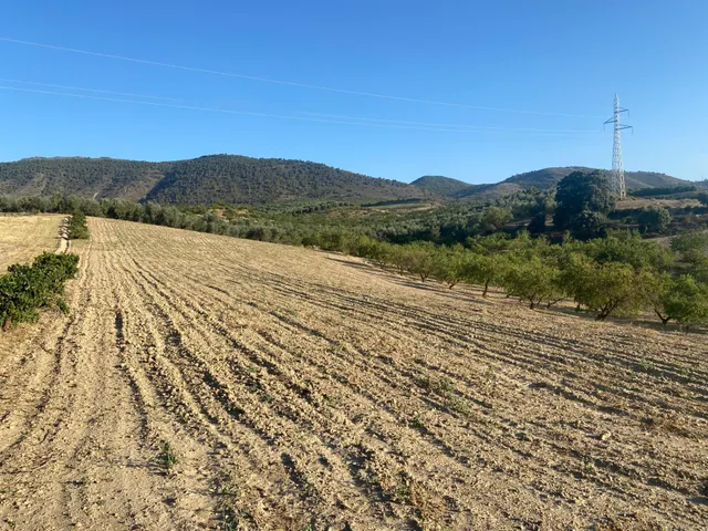 Venta de finca rustica de 4 fanegas de olivos, almendros y t