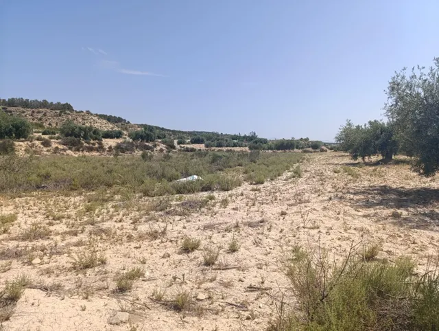 TERRENO AGRICOLA EN LA MUELA ALBUDEITE