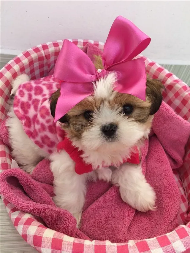 Cachorro Shih Tzu de regalo por adopción