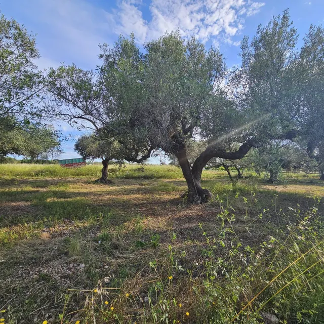 FINCA RÚSTICA CERCA DE LA RAPITA - foto 2