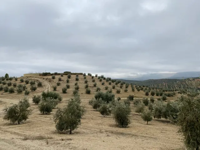 ESPECTACULAR FINCA DE OLIVAR JOVEN Y TRADICIONAL CON UN REND - foto 5