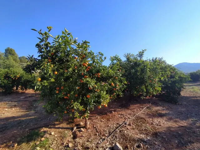 FINCA NARANJOS BETXI (RÚSTICA) - foto 5