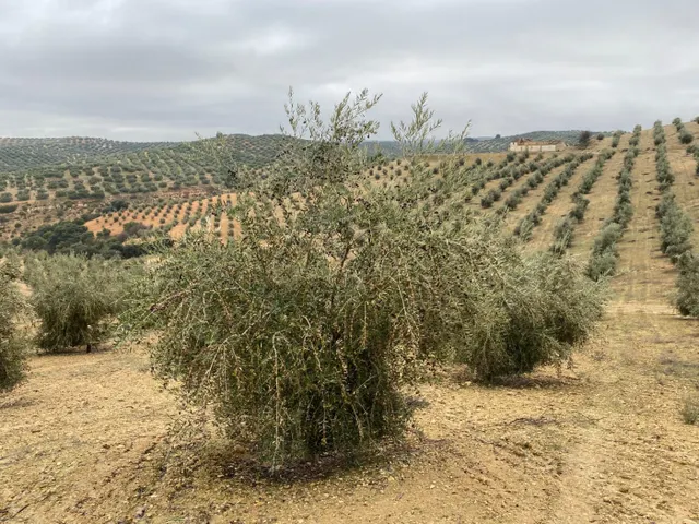 ESPECTACULAR FINCA DE OLIVAR JOVEN Y TRADICIONAL CON UN REND