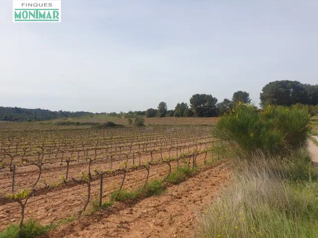 En Venta Finca Rústica en Vilabella de 20 Ha. de viñedos emp - foto 3