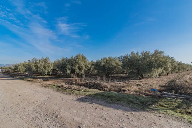 VENTA DE 1 HECTAREA DE FINCA RUSTICA DE OLIVAR DE 22 AÑOS CO - foto 3
