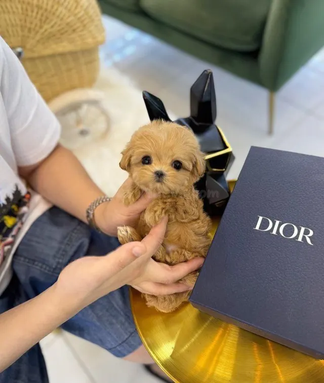 ¡Regalo gratis! Hermosos cachorros de caniche en adopción. - foto 2