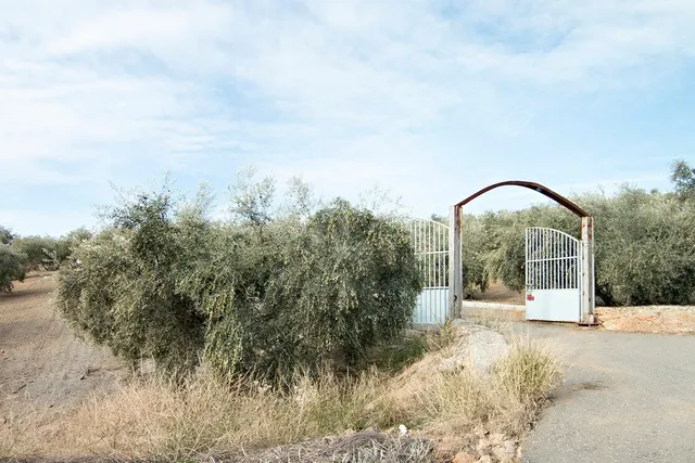 Magnifica finca 46 Hectáreas de la cual plantada de olivos,  - foto 4
