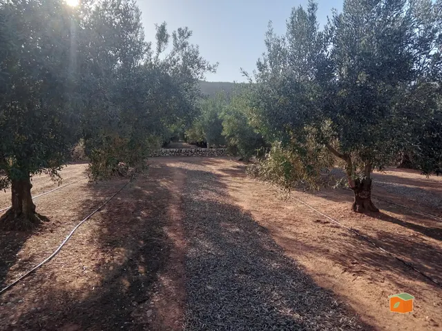 FINCA DE OLIVOS CON CASETA DE CAMPO EN VENTA EN FREGINALS (T - foto 5