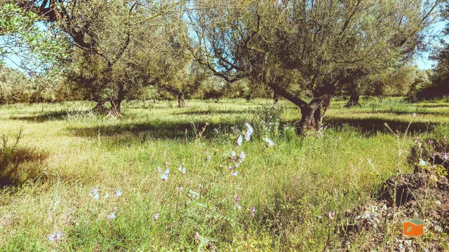 FINCA RUSTICA EN VENTA EN ULLDECONA (TARRAGONA) - foto 3