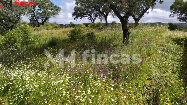 Finca patrimonial de dehesa con agua natural y edificaciones - foto 3