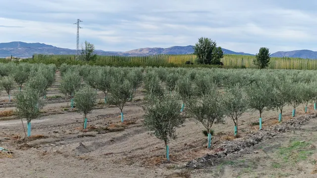 FINCA EN LA VEGA ENTRE SANTA FE Y EL JAU, 55 MARJALES - foto 4