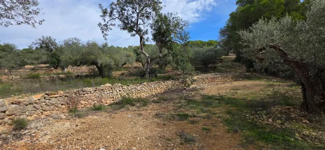 Finca rústica con olivos y vistas al mar, a solo 3 km de la  - foto 4