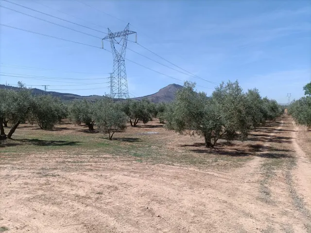 1,2 y 3 TERRENOS RUSTICOS EN ZONA EL TORREÓN-CHAPARRAL - foto 4