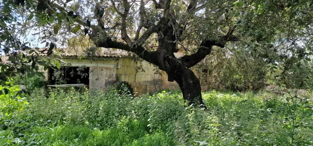 FINCA RÚSTICA EN VENTA EN MANACOR - foto 4