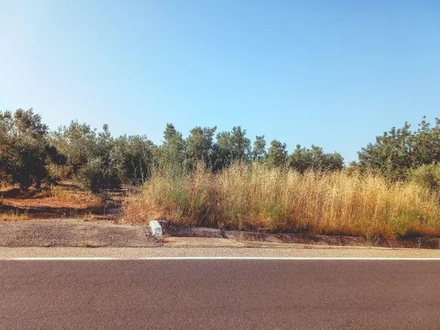 FINCA RUSTICA EN VENTA EN ULLDECONA (TARRAGONA)