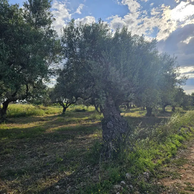 FINCA RÚSTICA CERCA DE LA RAPITA - foto 4