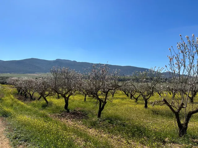 VENTA DE FINCA RUSTICA DE 6,5 HECTAREAS DE ALMENDROS Y ALGUN - foto 3
