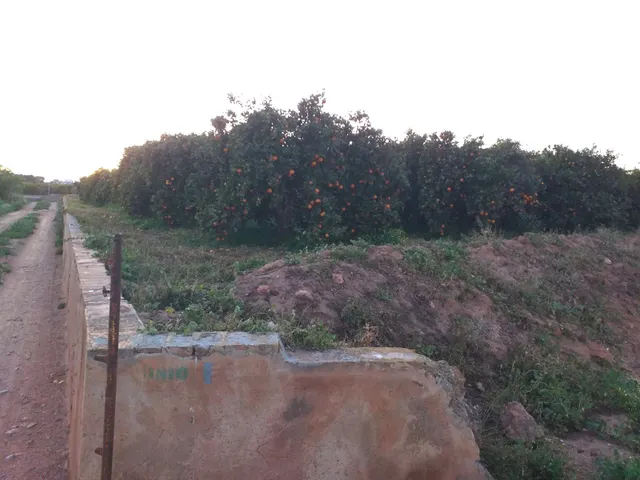 PARCELA RUSTICA A LA VENTA EN MONCADA. ZONA PARTIDA DE LA CO - foto 2