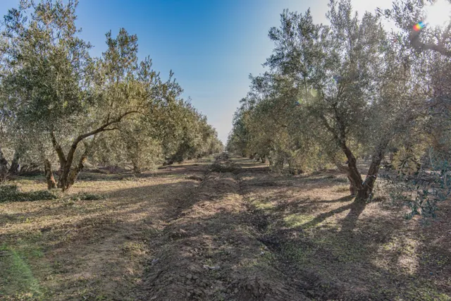 VENTA DE 1 HECTAREA DE FINCA RUSTICA DE OLIVAR DE 22 AÑOS CO - foto 2