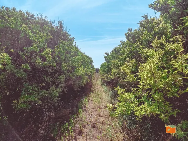 FINCA RUSTICA DE MADARINOS EN VENTA EN SANTA BARBARA (TARRAG - foto 5