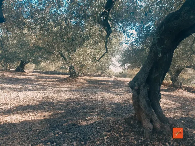 FINCA RUSTICA EN VENTA EN LA RAPITA (TARRAGONA)
