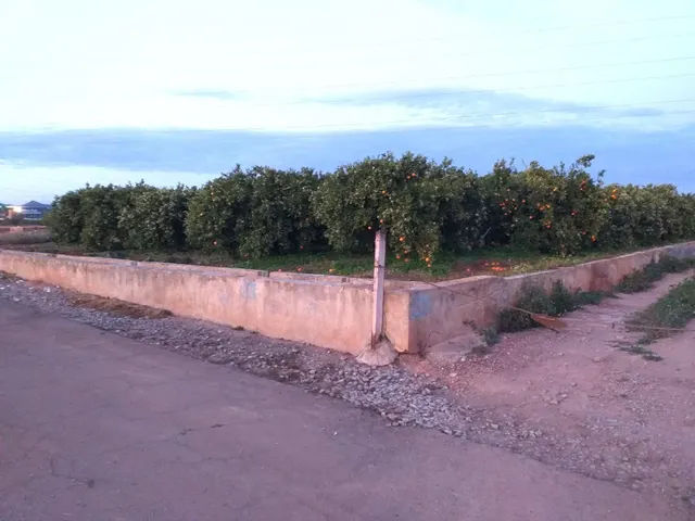 PARCELA RUSTICA A LA VENTA EN MONCADA. ZONA PARTIDA DE LA CO - foto 3