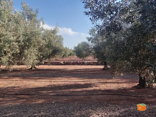 FINCA DE OLIVOS CON CASETA DE CAMPO EN VENTA EN FREGINALS (T - foto 2