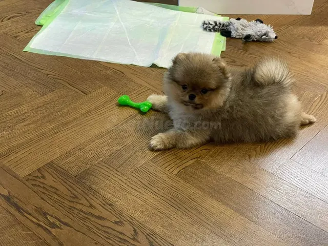 Cachorros Pomerania de raza pura en venta - foto 4