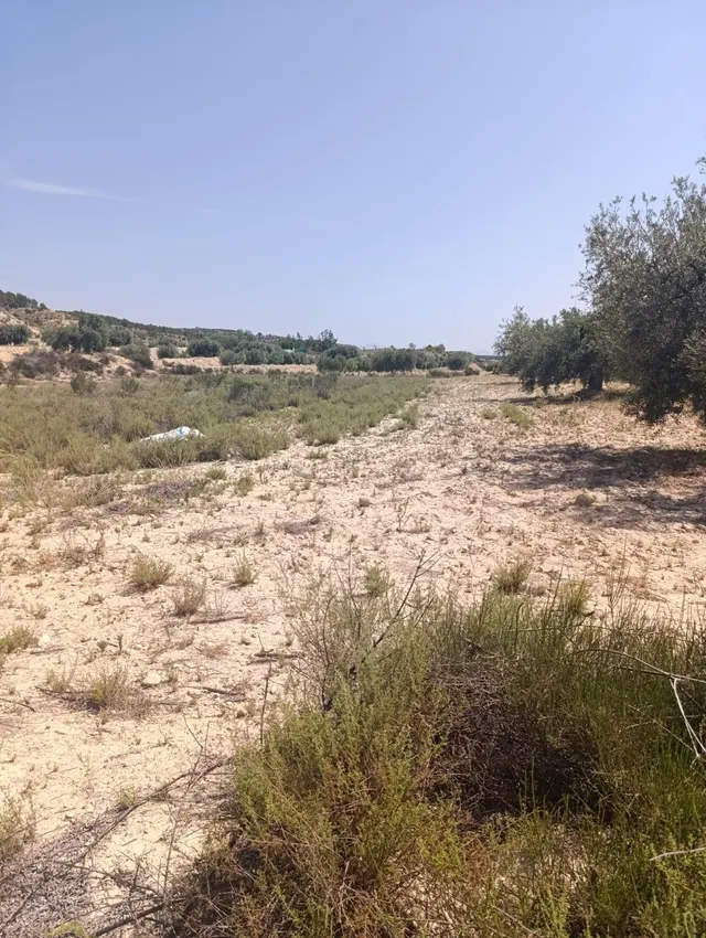 TERRENO AGRICOLA EN LA MUELA ALBUDEITE - foto 2