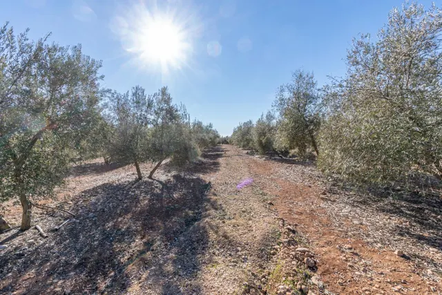 OPORTUNIDAD DE FINCA RUSTICA JUNTO PANTANO DE CUBILLAS - foto 5