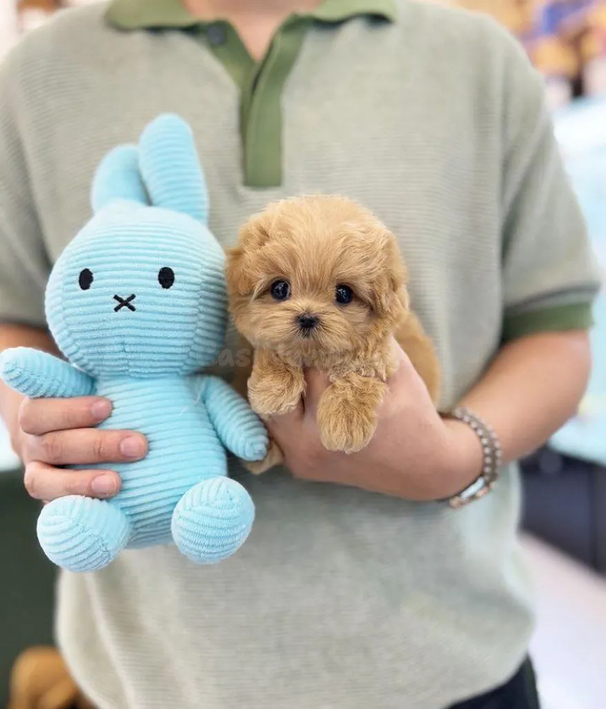 ¡Regalo gratis! Hermosos cachorros de caniche en adopción.