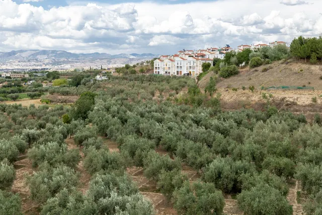 Venta de finca rústica de 77 olivos en Otura (Granada) - foto 2