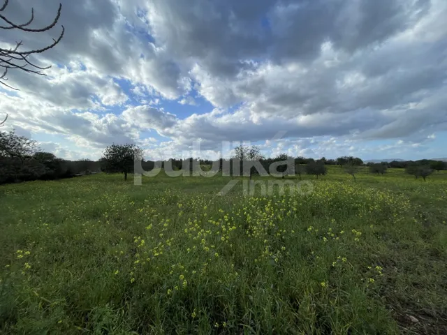Finca Rustica con gran solar - foto 4