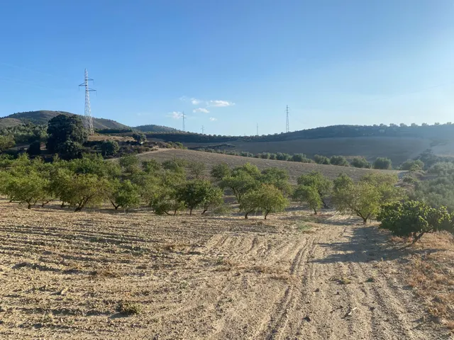 Venta de finca rustica de 4 fanegas de olivos, almendros y t - foto 3