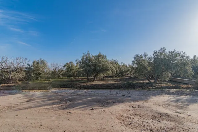 VENTA DE 1 HECTAREA DE FINCA RUSTICA DE OLIVAR DE 22 AÑOS CO - foto 4