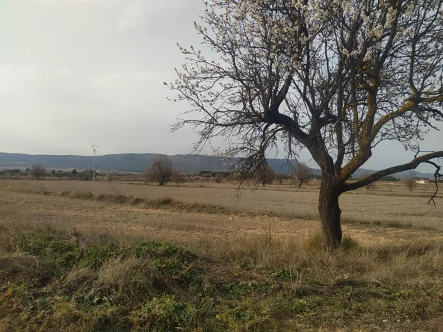 GRAN OCASION-PARCELA RUSTICA DE 18.000 METROS MUY CERCA DE A - foto 5