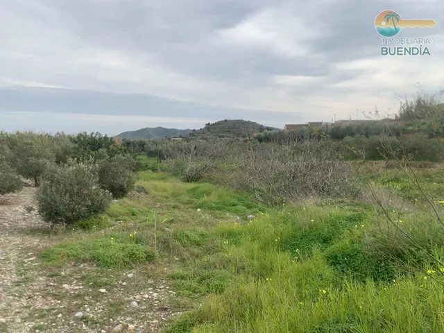 TERRENO RUSTICO CON CASITA SIN TERMINAR Y PLANTACIÓN DE OLIV - foto 5
