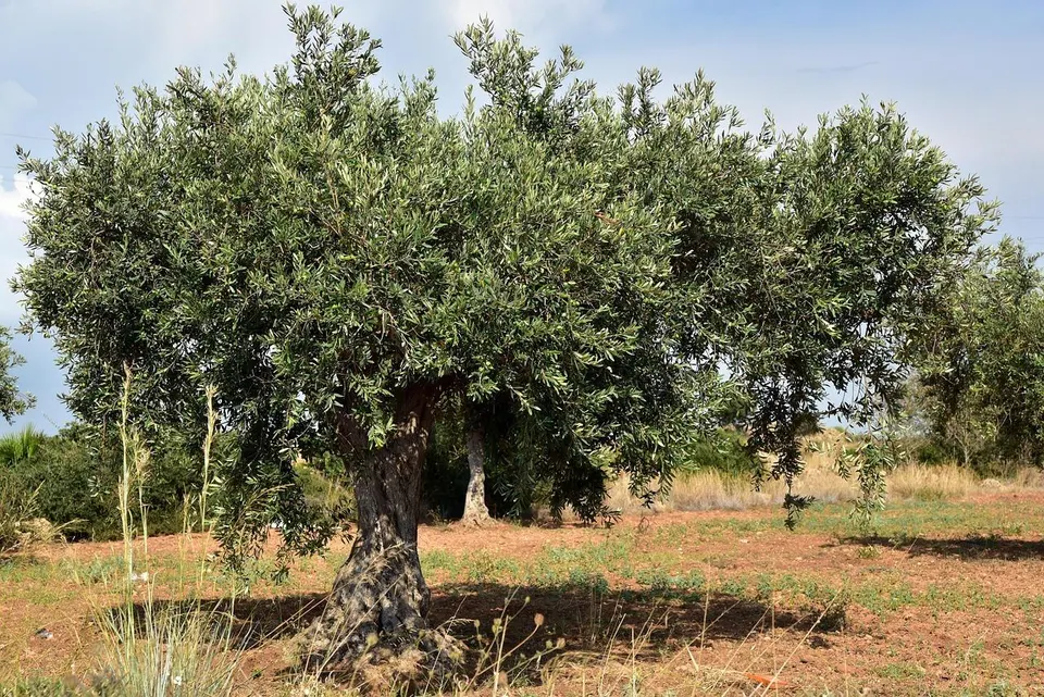 FINCA RUSTICA EN VENTA EN AMPOSTA