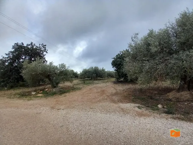 FINCA RUSTICA EN VENTA EN ALCANAR-PLAYA (TARRAGONA) - foto 5