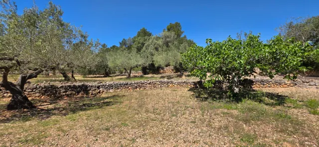Preciosa Finca Rústica de 4.969 M2 en El Perelló con olivos  - foto 4