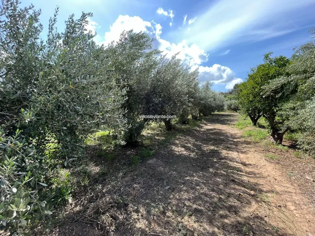FINCA RUSTICA PARA USO AGRARIO - foto 5