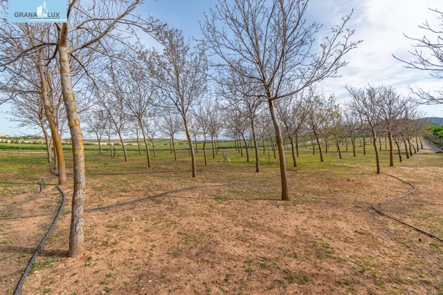 Finca rústica en venta con casa, nave y piscina - foto 3