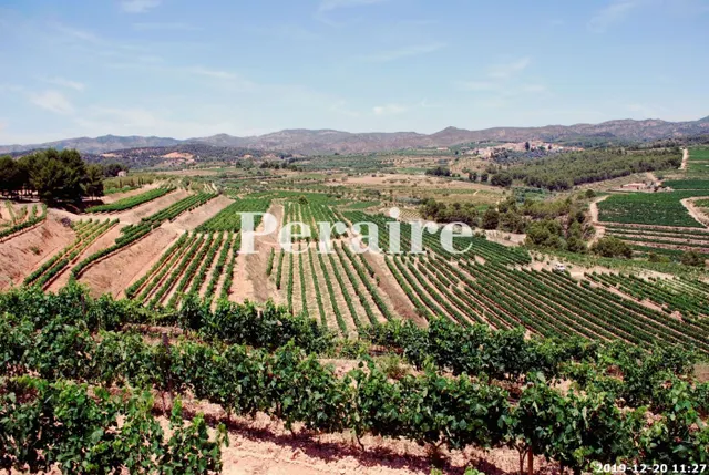 BODEGA CON VIÑEDOS, 25 HECTÁREAS