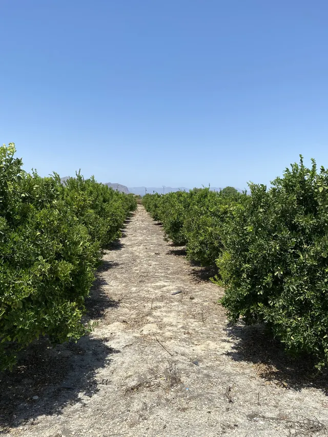 Magnifica Finca de citricos en produccion - foto 3