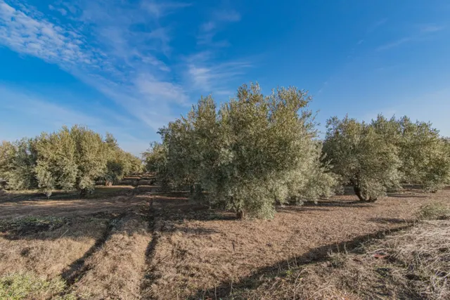 VENTA DE 1 HECTAREA DE FINCA RUSTICA DE OLIVAR DE 22 AÑOS CO