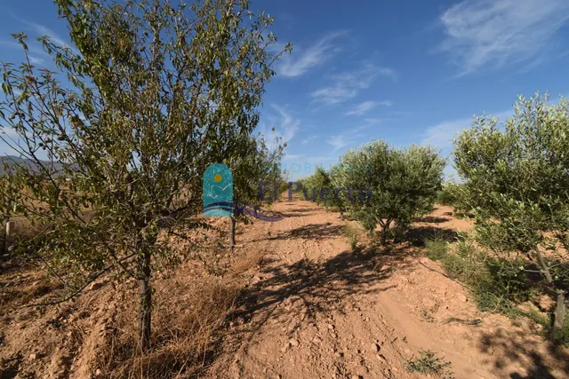 FINCA RURAL DE 15.000 M2 CON OLIVERAS EN CUEVAS DE REYLLO -  - foto 4