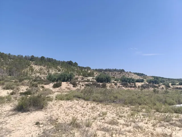TERRENO AGRICOLA EN LA MUELA ALBUDEITE - foto 3