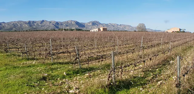 Exclusiva Finca Rústica de 60 hectáreas, con bodegas, 2 vivi - foto 4