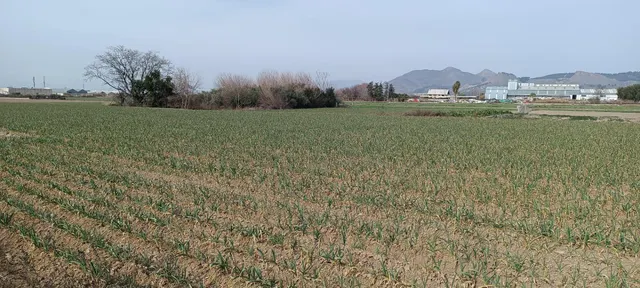 FINCA RUSTICA JUNTO CENTRO DE SALUD DE MARACENA - foto 3