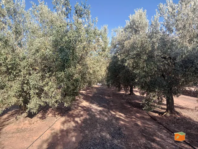 FINCA DE OLIVOS CON CASETA DE CAMPO EN VENTA EN FREGINALS (T - foto 4